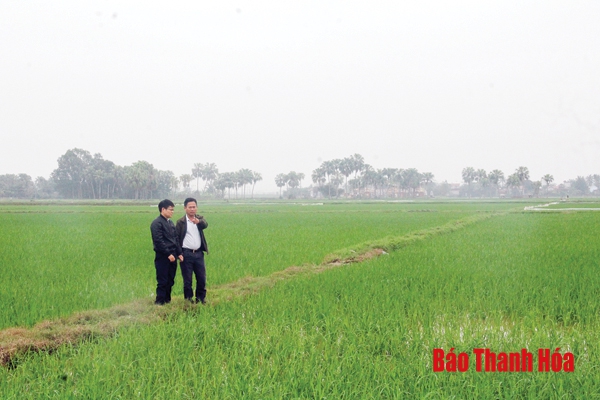 Huyện Nông Cống xây dựng thương hiệu gạo sạch Hương Quê